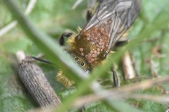 Chaetodactylus krombeini