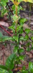 Podolobium procumbens