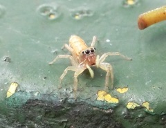 Cosmophasis lami