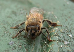 Apis mellifera