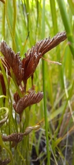 Schizaea