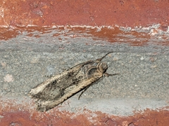 Lepidoptera