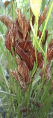 Schizaea