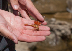 Neurocordulia xanthosoma