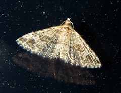 Alucita montana