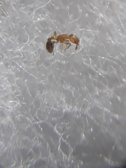 Cardiocondyla wroughtonii