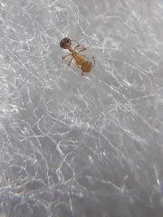 Cardiocondyla wroughtonii