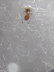 Cardiocondyla wroughtonii