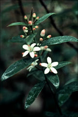 Philotheca myoporoides