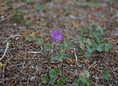 Eremalche parryi kernensis