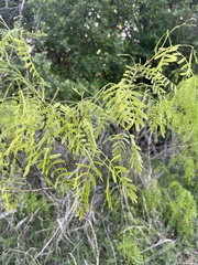 Prosopis glandulosa