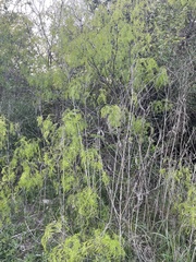 Prosopis glandulosa