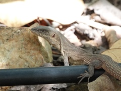 Varanus primordius