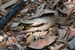 Varanus primordius