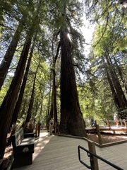 Sequoia sempervirens