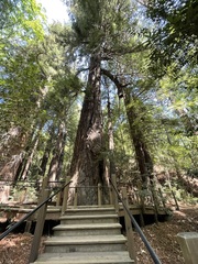 Sequoia sempervirens