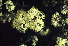 Leionema phylicifolium