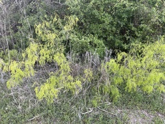 Prosopis glandulosa
