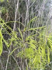 Prosopis glandulosa