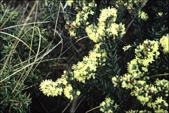 Leionema phylicifolium
