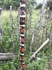 Lampropeltis annulata