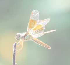 Perithemis domitia