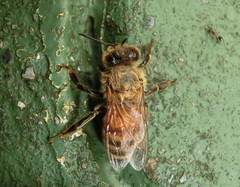 Apis mellifera