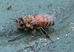 Apis mellifera