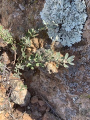 Acmispon dendroideus dendroideus