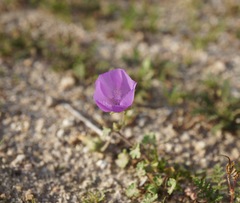 Eremalche parryi kernensis