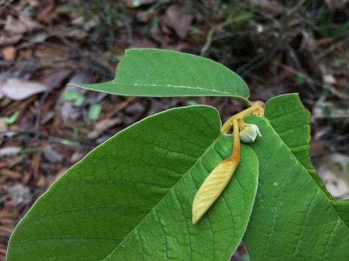 Uvaria cherrevensis observed 2022-04-03