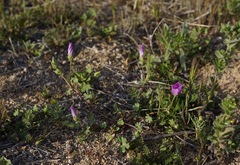 Eremalche parryi kernensis