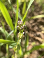 Plectritis ciliosa