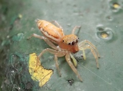 Cosmophasis lami