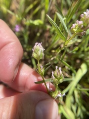 Plectritis ciliosa