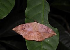 Hypopyra pudens