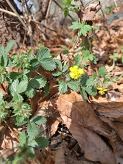 Potentilla fragarioides