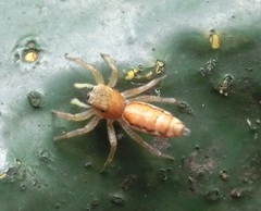 Cosmophasis lami