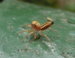 Cosmophasis lami