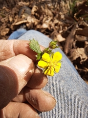 Potentilla fragarioides