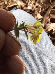 Potentilla fragarioides