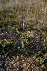 Eremalche parryi kernensis