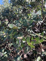 Arctostaphylos viridissima