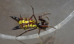 Micrathena pichincha