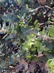 Arctostaphylos viridissima