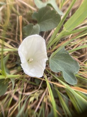 Calystegia subacaulis subacaulis