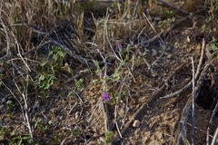 Eremalche parryi kernensis