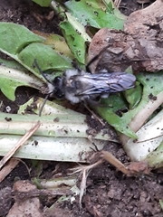 Andrena danuvia
