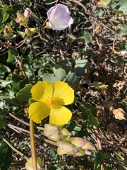 Dendromecon harfordii