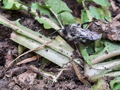 Andrena danuvia